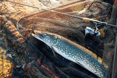 Fotografiet pike fish in landing net with spinning rod on the rock