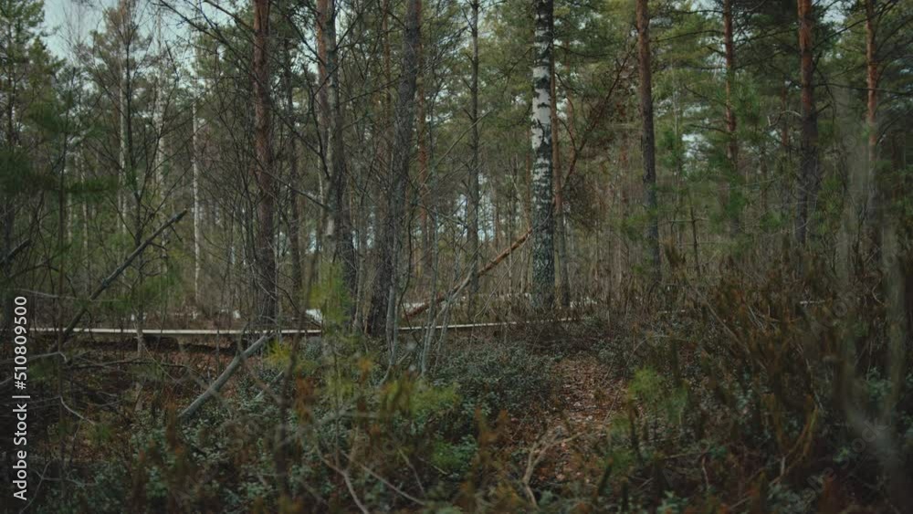 Afraid woman running through forest. Someone is hiding behind bushes and spying on her