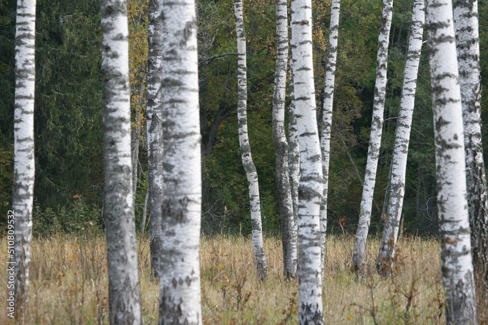 Birkenwäldchen - Betula 1 Birkenwäldchen - Betula 1