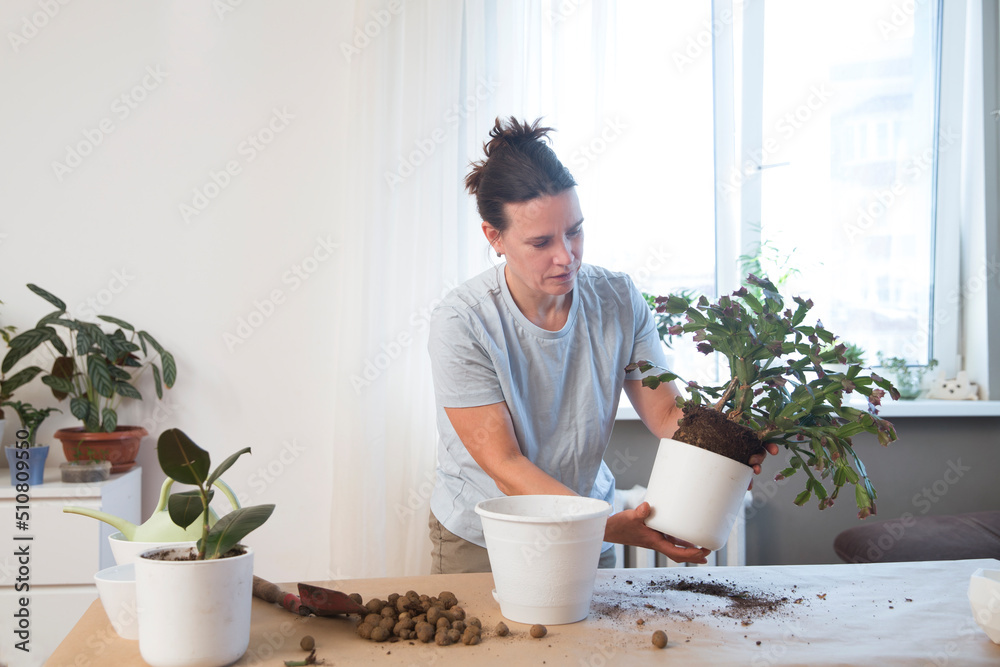 spend free time do favourite hobby. life concept. floriculture. Portrait of middle aged woman gardening at home. hobby leisure activity concept. woman plant transplants of house flowers at home spend free time do favourite hobby. life concept. floriculture. Portrait of middle aged woman gardening at home. hobby leisure activity concept. woman plant transplants of house flowers at home