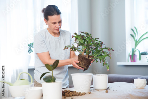  spend free time do favourite hobby. life concept. floriculture. Portrait of middle aged woman gardening at home. hobby leisure activity concept. woman plant transplants of house flowers at home