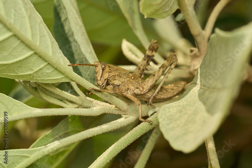 Many details of a brown grasshopper on green grass