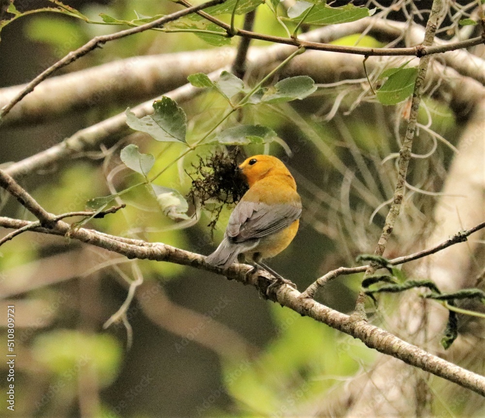 Bright Spot in Any Day Prothonatry Warbler Bright Spot in Any Day Prothonatry Warbler