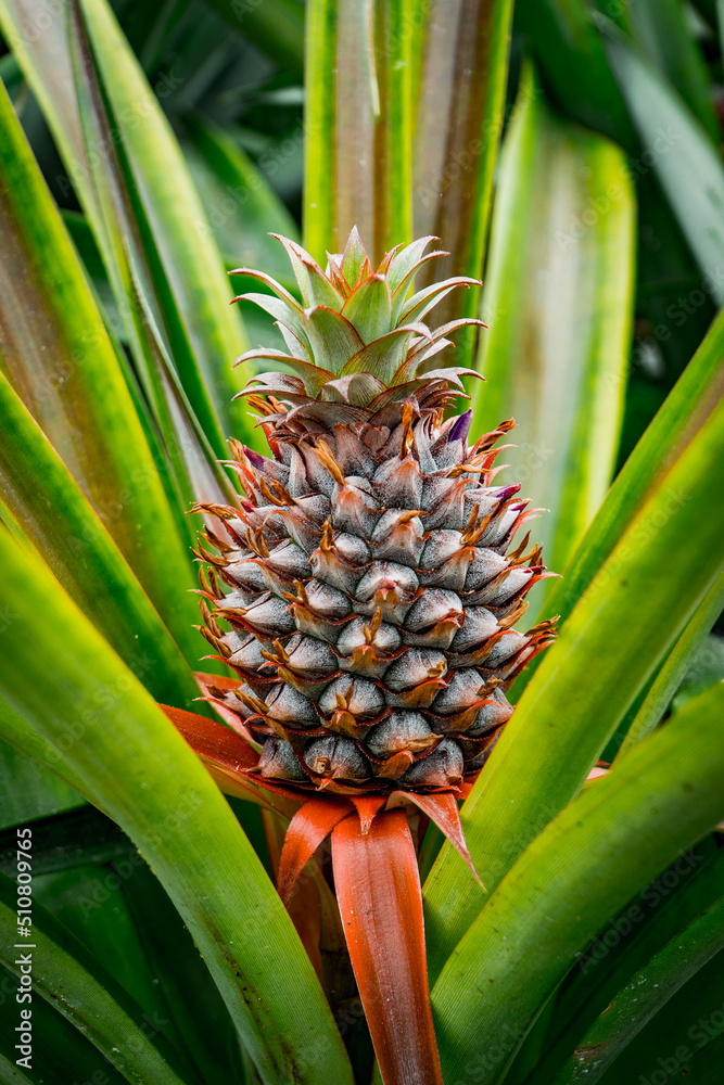 Obraz premium close up of pineapple - Azores Portugal