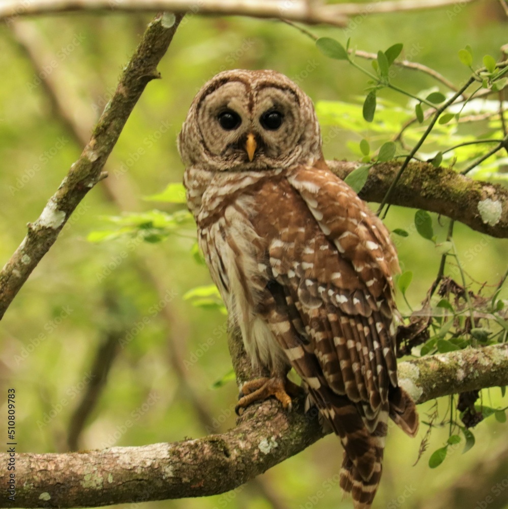Beautiful Hunter Barred Owl at Rest Beautiful Hunter Barred Owl at Rest