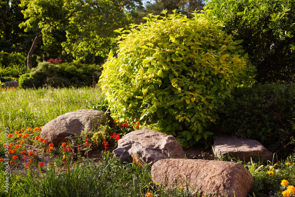 Fototapeta premium Ornamental shrub in a flower bed among stones. A bush created by cutting branches. Selective focus.