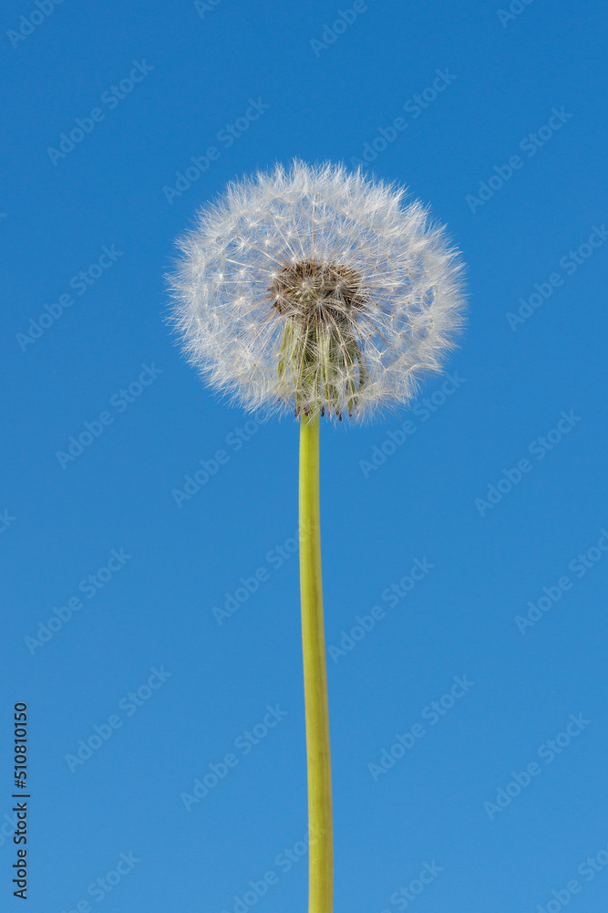 Dandelion with seeds against the blue sky. Dandelion with seeds against the blue sky.