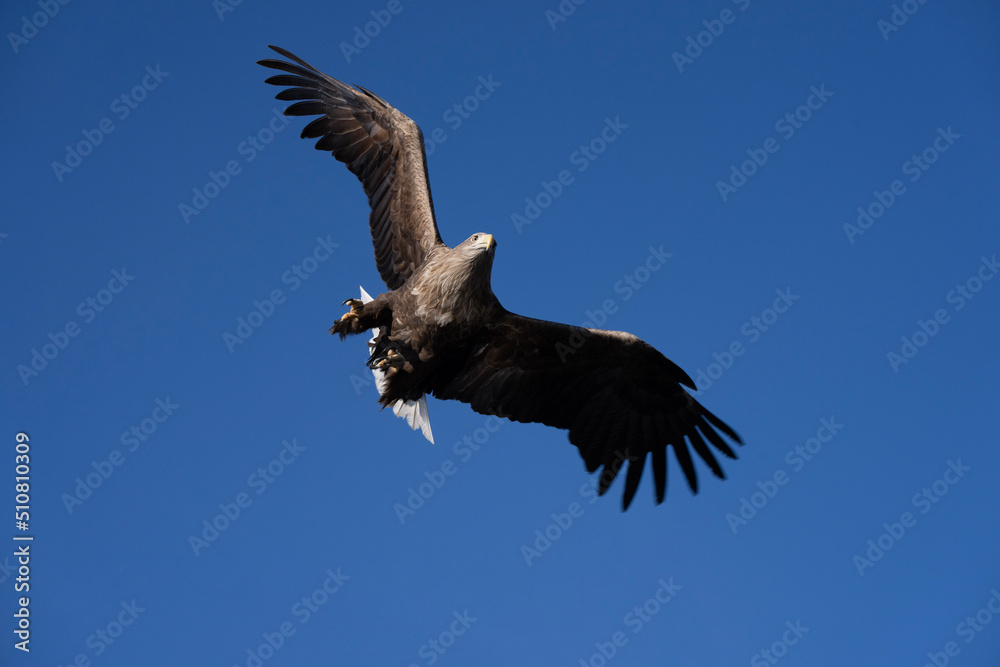 White tailed eagle in flight White tailed eagle in flight