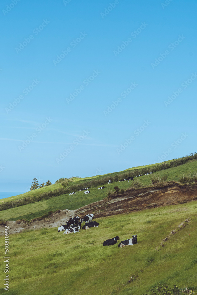 Cow Field Landscape Azores Portugal