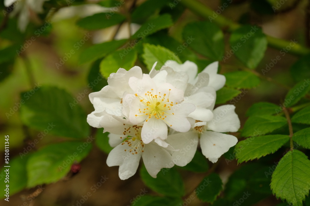 Rosa multiflora in full blooming Rosa multiflora in full blooming