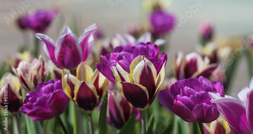 Purple and multicolor tulips on blur background for your flyer or banner. Spring flowers of Velvet Violet tones for abstract floral design  selective focus on flower buds and petals.