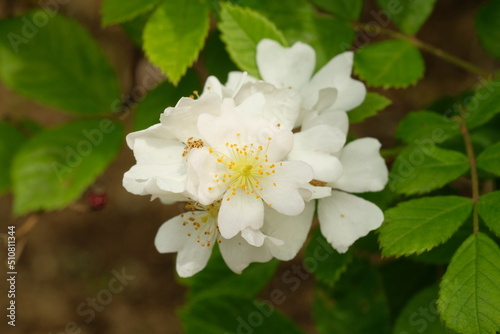 Rosa multiflora in full blooming