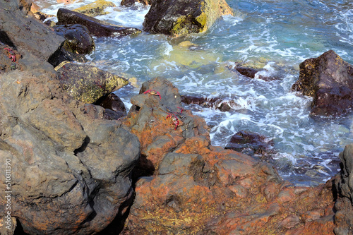 Red crab on black volcanic (lava) stones by the ocean. Canary Islands, Tenerife.Copy space.