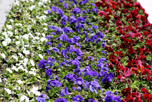 Flower bed in the form of the Russian flag.