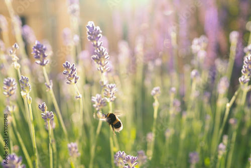 A large bumble bee flying near to lavender. The flowers are in soft diffused focus and sunshine.