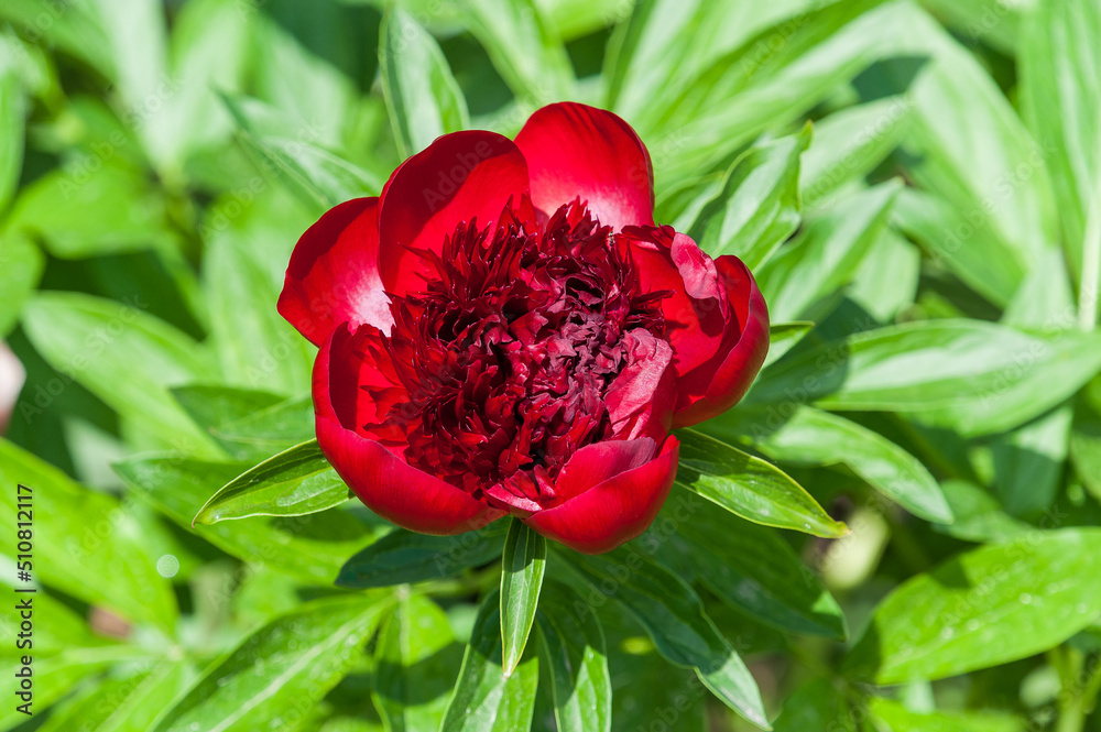 Obraz premium Peony is a genus of herbaceous perennials and deciduous shrubs