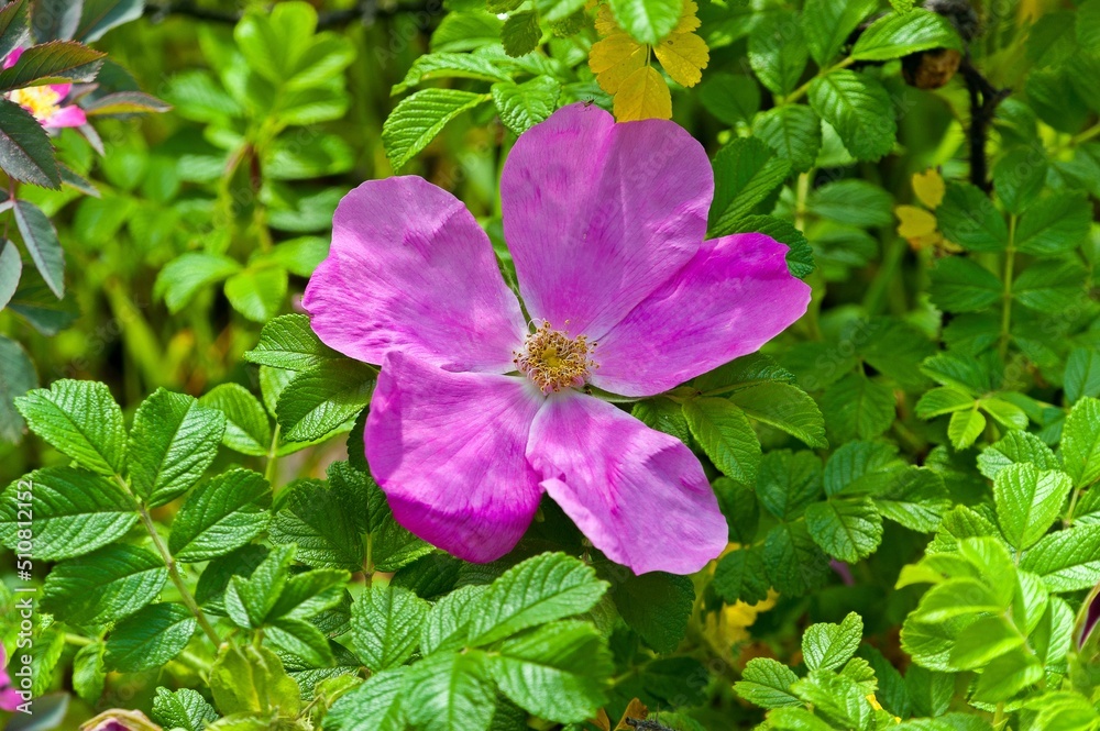 The rosehip flower bloomed in June months The rosehip flower bloomed in June months