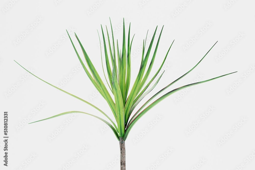Naklejka premium Realistic 3D Render of Dracena Tree
