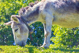 Esel - Allgäu - Donkey - Wiese