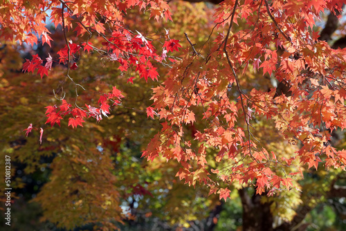 秋の神護寺 境内の紅葉 京都市右京区高雄