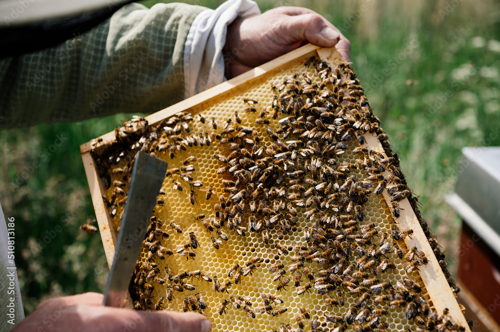 Imker bei der Arbeit in der freien Natur mit Honigwaben und Bienen Imker bei der Arbeit in der freien Natur mit Honigwaben und Bienen
