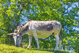 Esel - Donkey - Allgäu 