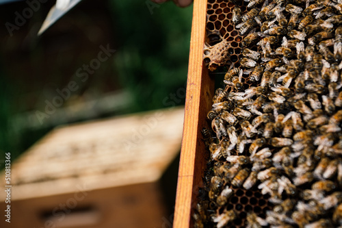 Imker bei der Arbeit in der freien Natur mit Honigwaben und Bienen  © Dirk