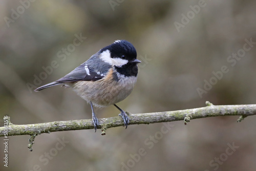 Cute and tiny wild coal tit or cole tit (Periparus ater) standing on a branch of a tree with a blurry forest background. Small garden bird with beautiful yellow and blue colors. Spain.