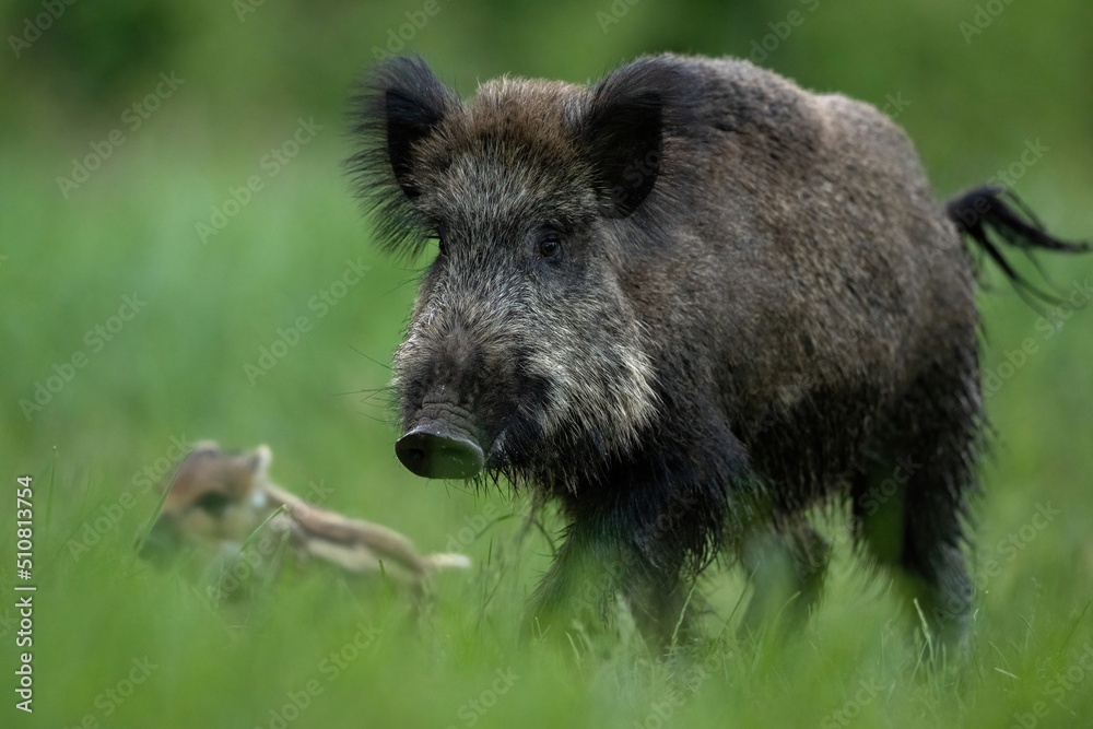 Wild boar running with the piglet at summer evening in meadow Wild boar running with the piglet at summer evening in meadow