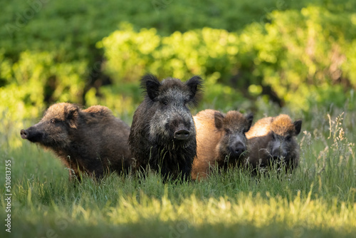 Print op canvas Wild boar family in the forest at sunny evening