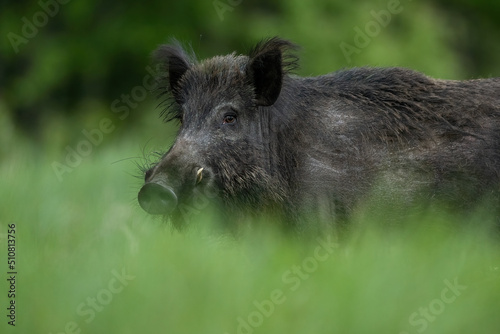 Male wild boar with large tusks portrait