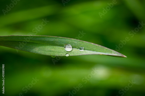 Fresh green grass with dew drops close up. macro photo leaf with a drop of rain. High quality photo