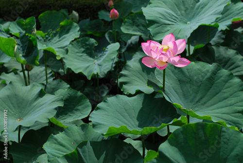 ハスの花