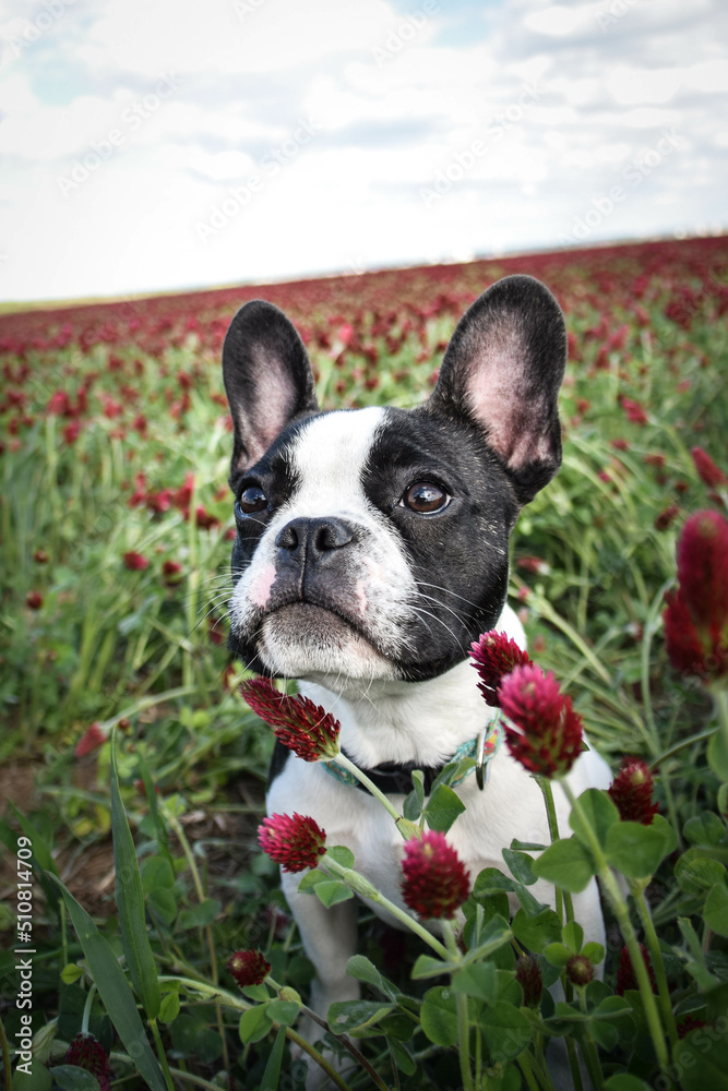 French buldog is standing in crimson clover. He has so funny face he is smilling