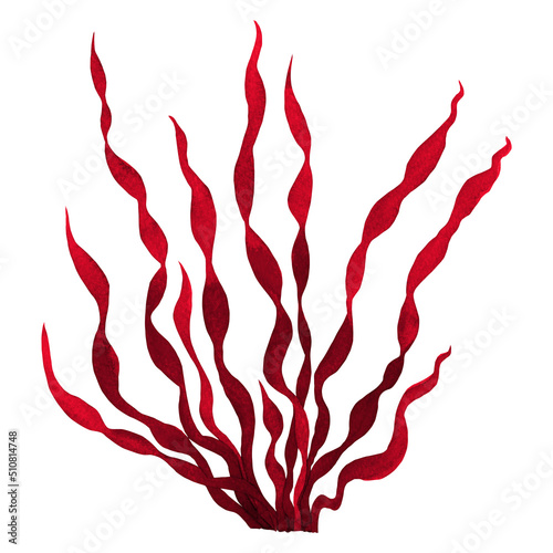 Red Seaweed,kelp, Algae,Coral in the ocean, watercolor hand painted element isolated on white background. Watercolor red seaweed illustration design. With clipping path..