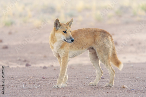 Wild dingo dog (Canis lupus) with hazy backlighting on rocky gibber habitat, South Australia