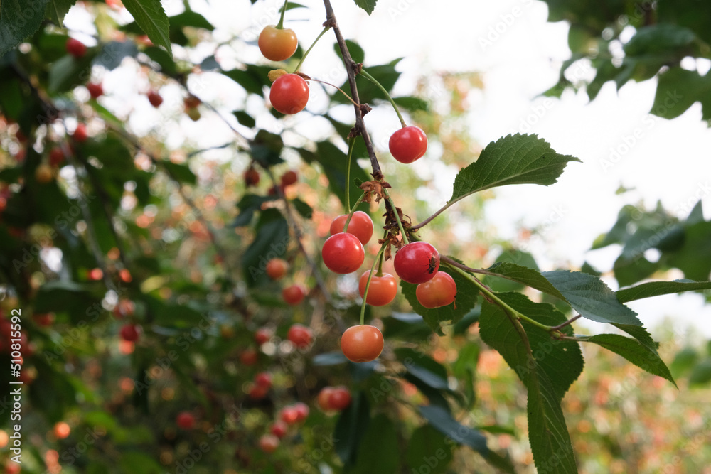 Ripe cherry. Blushing berries on the branches. Healthy fruits and snacks. tree. A lot of summer multi-seeded berries, a healthy dietary product