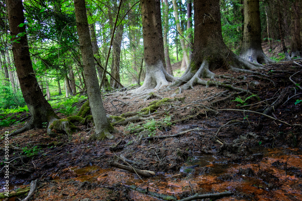tree in the forest tree in the forest