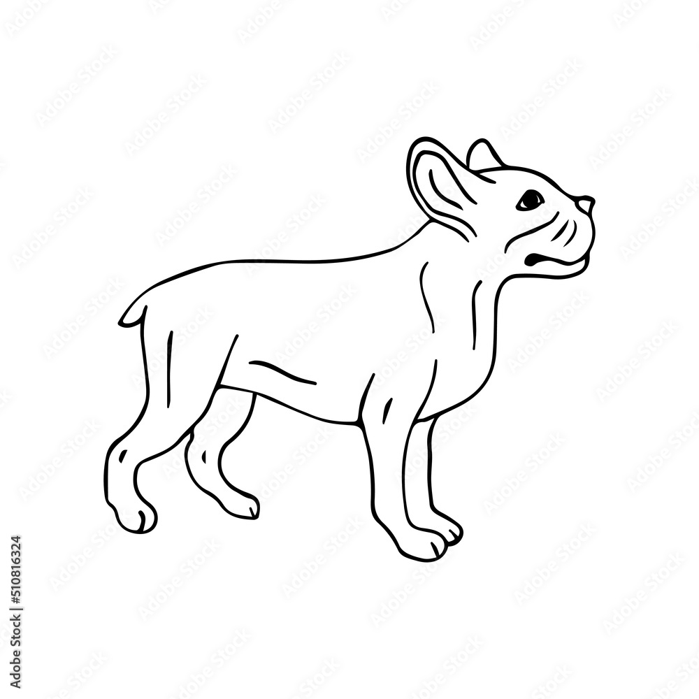 Vector hand drawn doodle sketch french bulldog isolated on white background