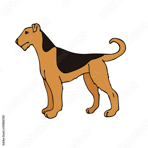 Vector hand drawn doodle sketch colored welsh terrier dog isolated on white background