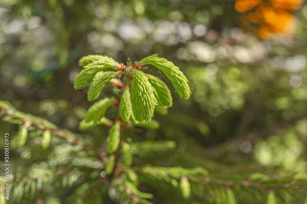 Young light green shoots on Christmas tree Young light green shoots on Christmas tree