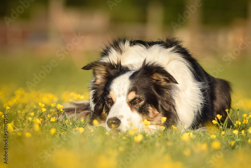 Dog is lying in the grass in the flowers. She is so happy dog on trip. © doda