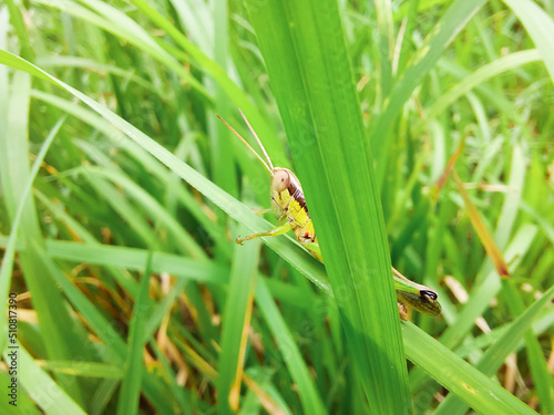 A grasshopper eating a rice leaf for background