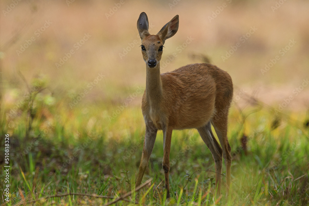 Female Four Horned Antelope is a relatively illusive species to be seen during jungle safari in Tadoba Tiger Reserve. Female Four Horned Antelope is a relatively illusive species to be seen during jungle safari in Tadoba Tiger Reserve.