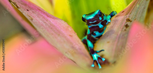 Green and Black Poison Dart Frog, Dendrobates auratus, Tropical Rainforest, Costa Rica, Central America, America photo