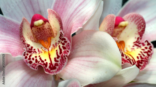 Tropical Orchid  Orchidaceae  Amazonia  Ecuador  America