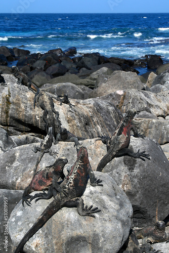 Marine Iguana, Amblyrhynchus cristatus, Galápagos National Park, Galápagos Islands, UNESCO World Heritage Site, Ecuador, America