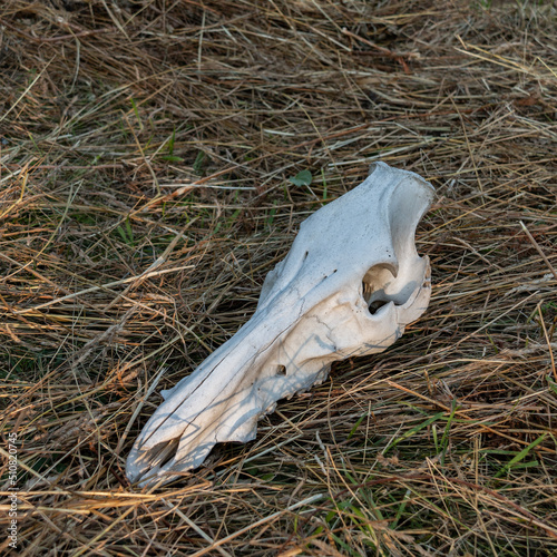 Horse skull in the hay. Close-up. © Vladimir