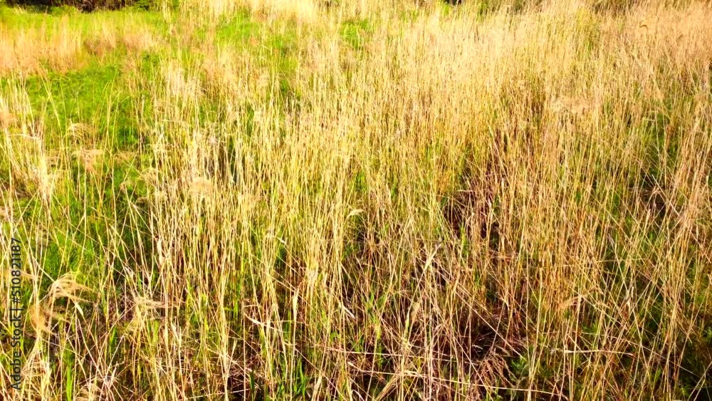 Dry last year's grass in June. Drone shooting. Young plants are visible through the old grass. Dry last year's grass in June. Drone shooting. Young plants are visible through the old grass.