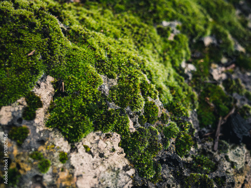 moss on rock © Thanh